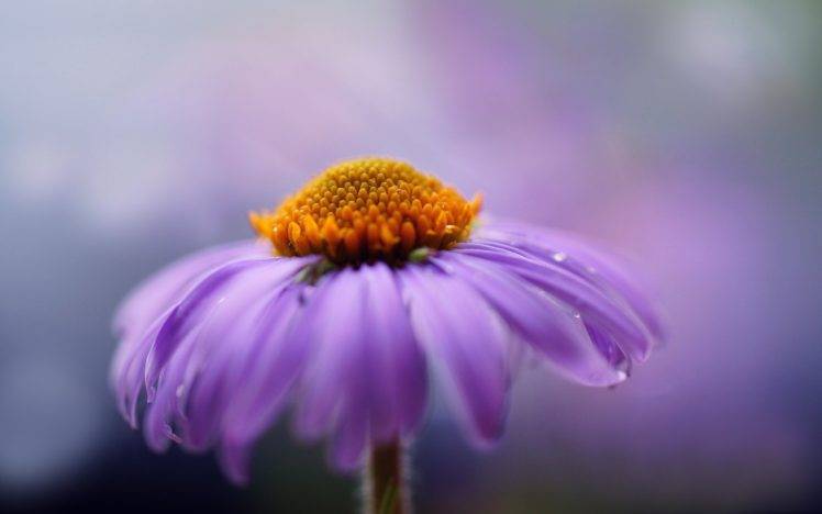 nature, Flowers, Macro, Water drops HD Wallpaper Desktop Background