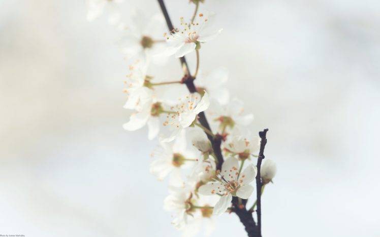 cherry trees, Flowers HD Wallpaper Desktop Background