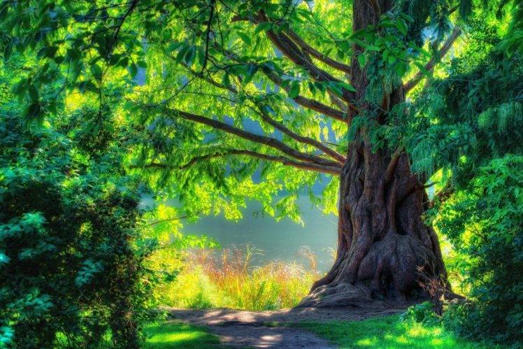 trees, Nature, Sunlight HD Wallpaper Desktop Background