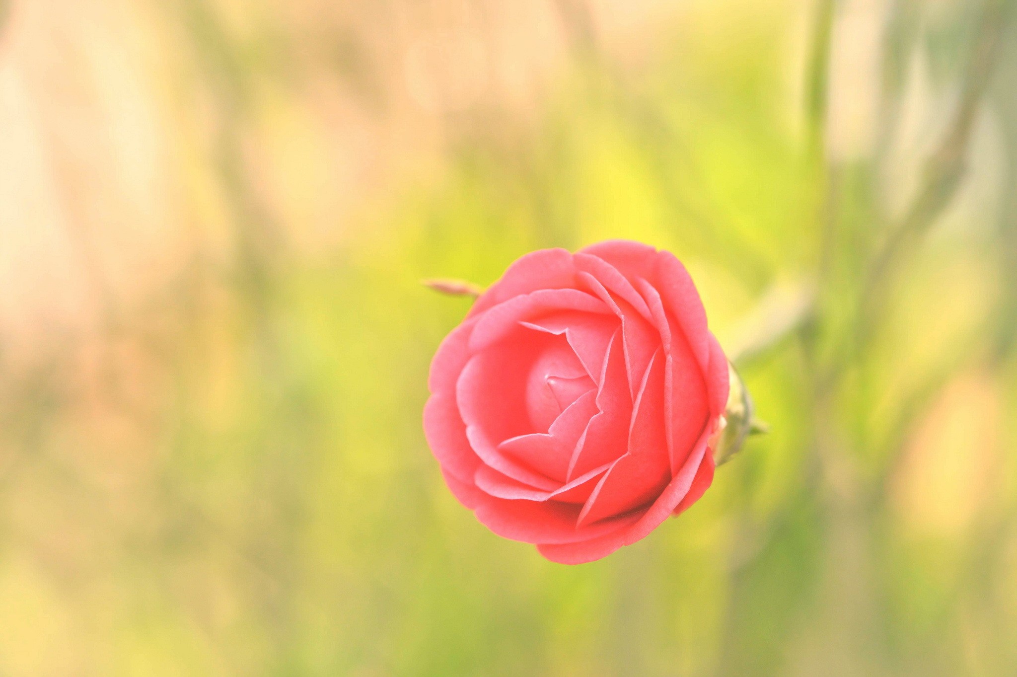 nature, Macro, Plants, Flowers Wallpaper