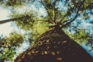 trees, Nature, Worms eye view, Bokeh, Depth of field