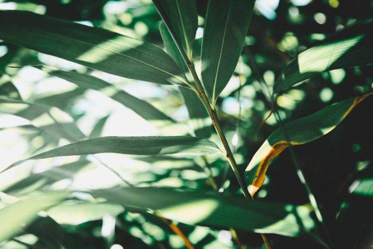 nature, Plants, Leaves, Sunlight HD Wallpaper Desktop Background