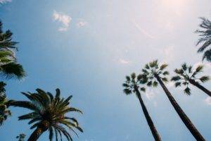 nature, Palm trees, Clear sky