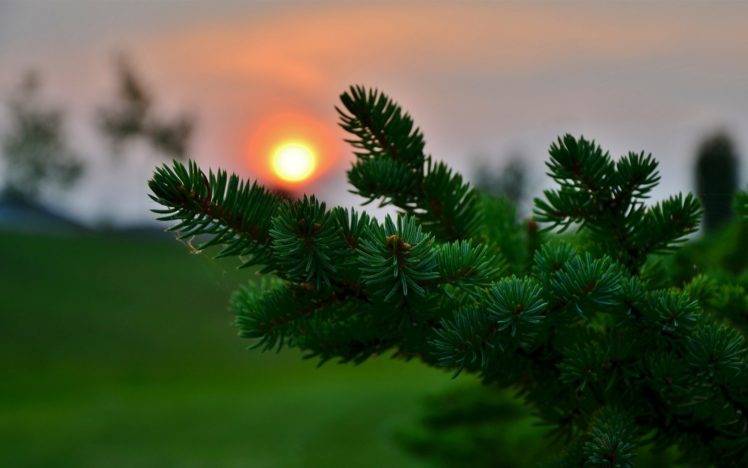 pine cones, Sun, Macro, Blurred, Photography, Nature, Leaves HD Wallpaper Desktop Background