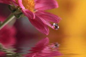 macro, Blurred, Water, Water drops, Flowers, Lights, Photography