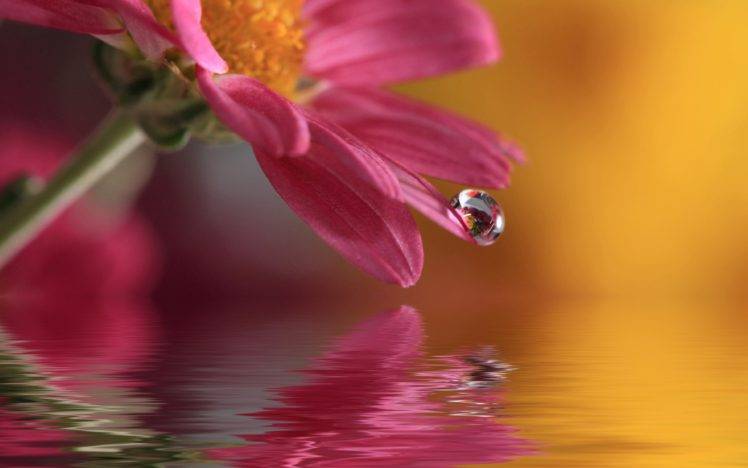 macro, Blurred, Water, Water drops, Flowers, Lights, Photography HD Wallpaper Desktop Background