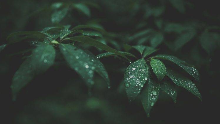 leaves, Water drops, Blurred, Photography, Nature, Green HD Wallpaper Desktop Background