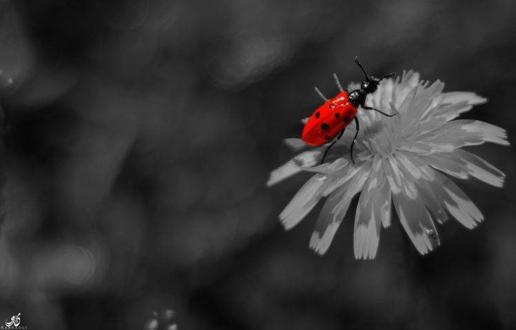 nature, Flowers, Canon, Canon eos 550d, Red, White, Monochrome HD Wallpaper Desktop Background