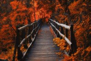 leaves, Forest, Orange, Wood, Bridge, Nature, Lights, Switzerland, Trees