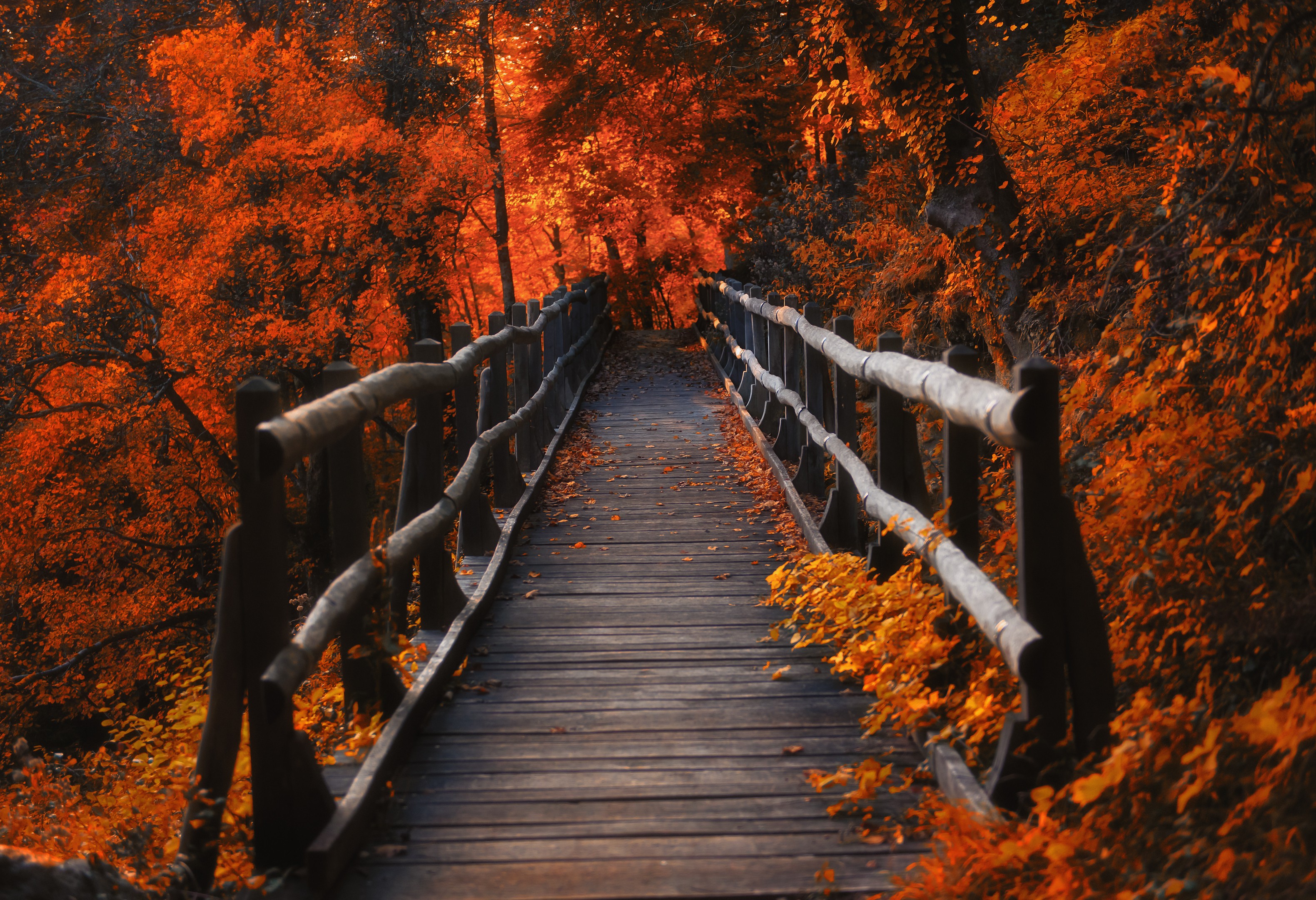 leaves, Forest, Orange, Wood, Bridge, Nature, Lights, Switzerland, Trees Wallpaper