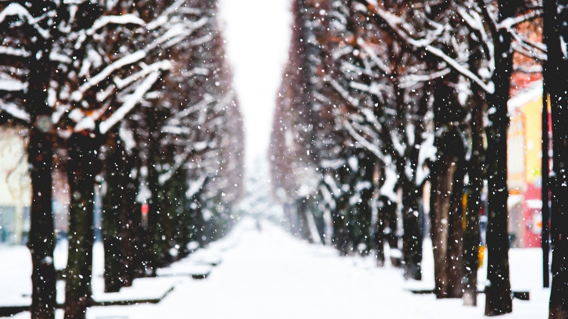 trees, Snow, Winter, Blurred, Nature Wallpaper
