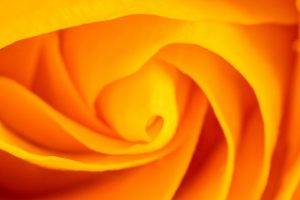 flowers, Orange, Yellow, Nature, Plants, Rose, Spiral