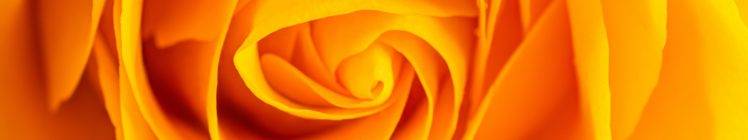 flowers, Orange, Yellow, Nature, Plants, Rose, Spiral HD Wallpaper Desktop Background