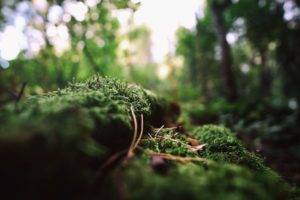 nature, Moss, Bokeh, Macro, Blurred, Dead trees, Depth of field