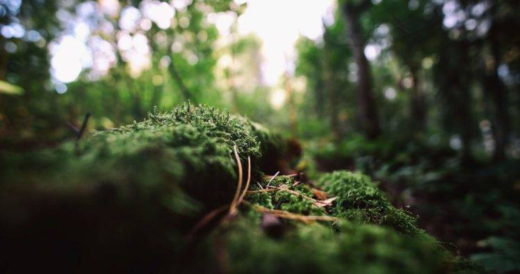 nature, Moss, Bokeh, Macro, Blurred, Dead trees, Depth of field HD Wallpaper Desktop Background