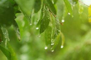 macro, Nature, Water drops, Leaves, Green