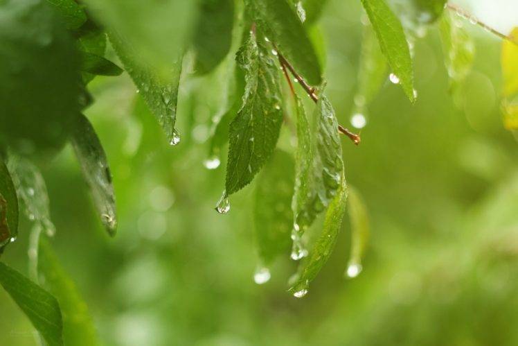 macro, Nature, Water drops, Leaves, Green HD Wallpaper Desktop Background