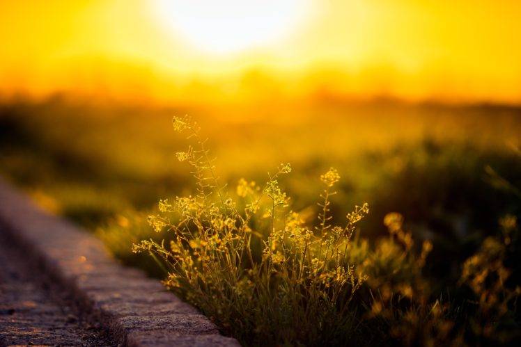 sunlight, Plants, Depth of field, Flowers, Yellow flowers, Nature HD Wallpaper Desktop Background