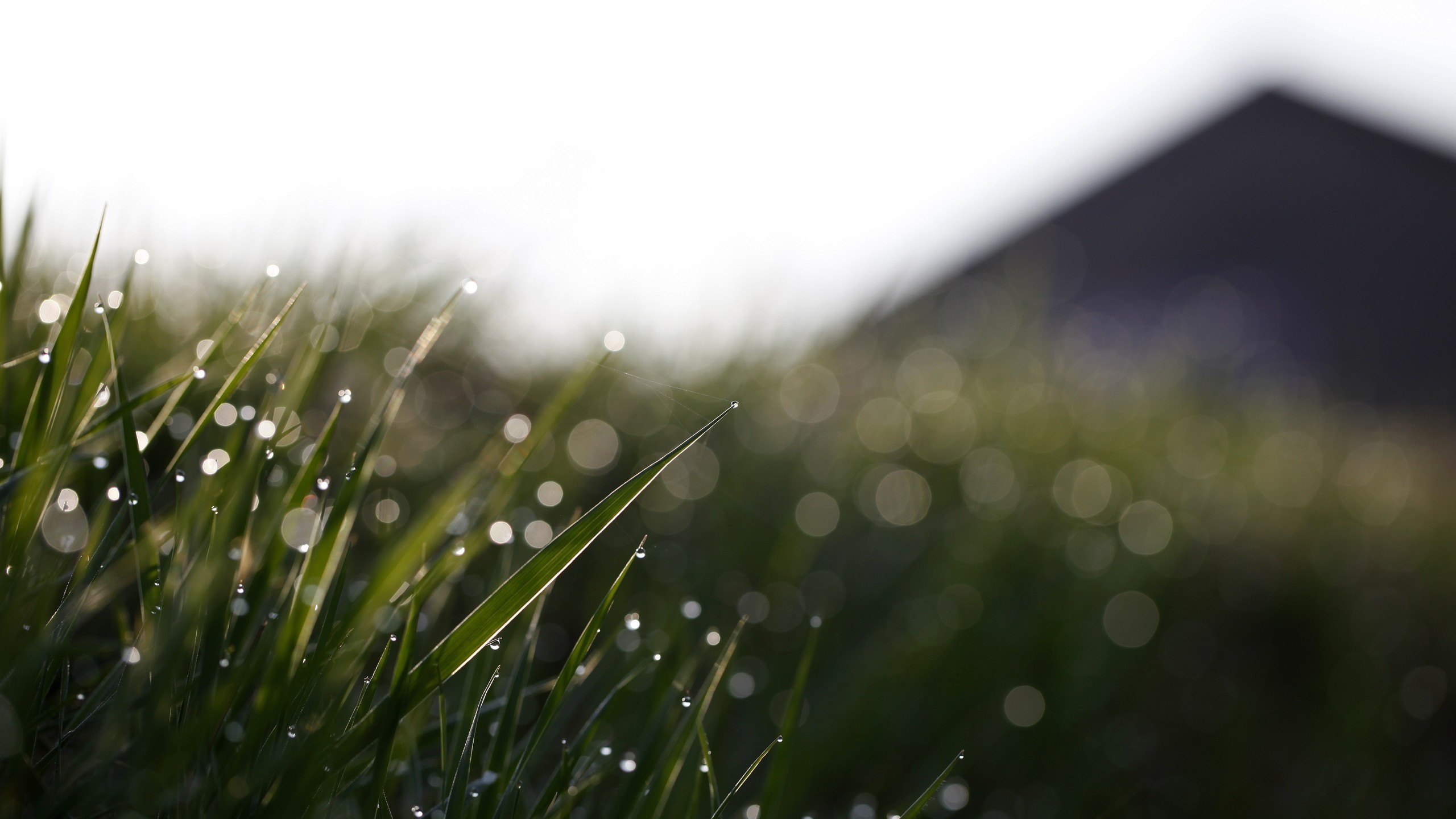 bokeh, Mountains, Mist, Grass, Sky, Macro, Blurred, Sunlight Wallpaper