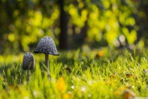 mushroom, Depth of field, Grass, Nature, Bokeh
