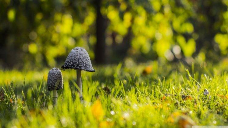 mushroom, Depth of field, Grass, Nature, Bokeh HD Wallpaper Desktop Background