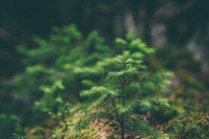 spruce, Macro, Blurred, Nature