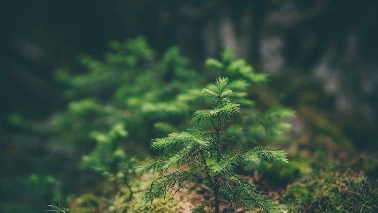 spruce, Macro, Blurred, Nature HD Wallpaper Desktop Background