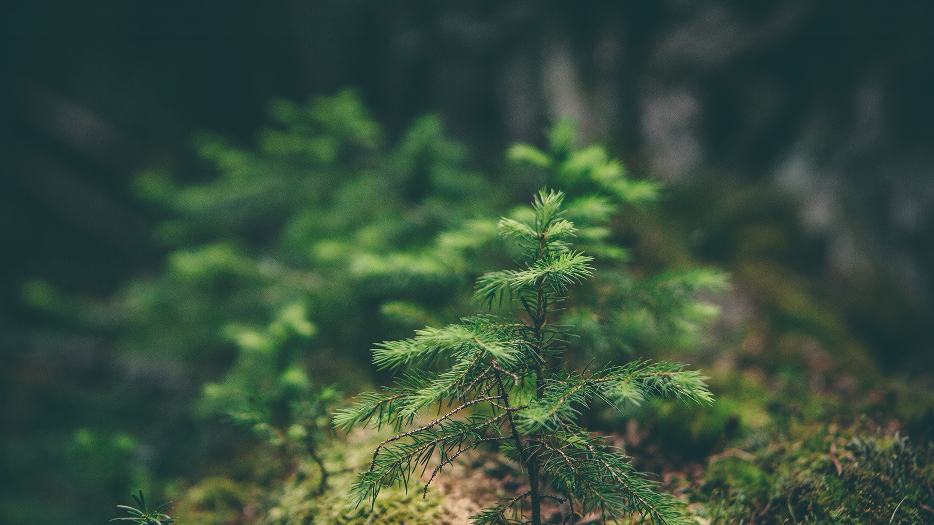 spruce, Macro, Blurred, Nature Wallpaper