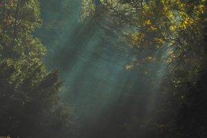 trees, Sunlight, Dark, Nature