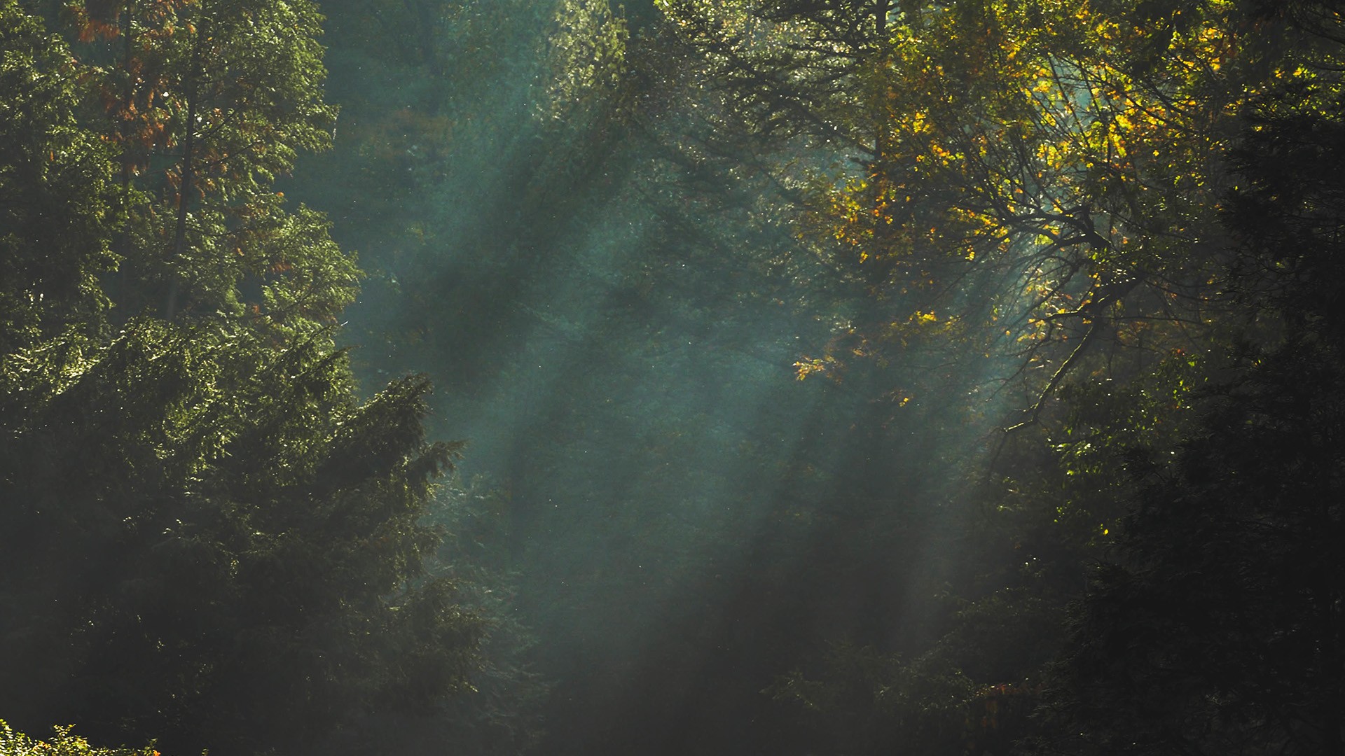 trees, Sunlight, Dark, Nature Wallpapers HD / Desktop and ...