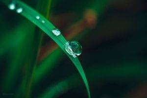 macro, Nature, Water, Water drops, Grass