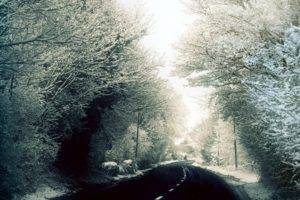 road, Winter, Snow, Trees