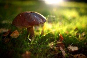 mushroom, Macro, Sunlight, Blurred, Grass