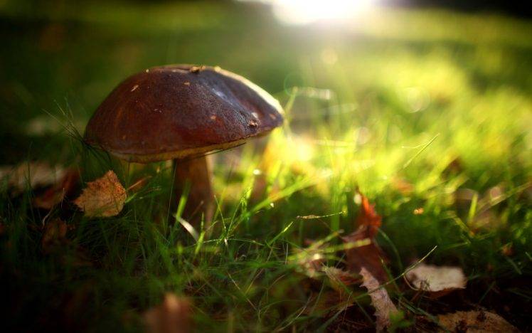 mushroom, Macro, Sunlight, Blurred, Grass HD Wallpaper Desktop Background