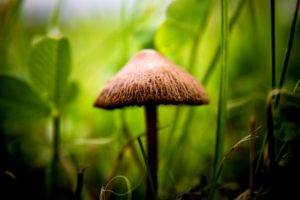 mushroom, Macro, Sunlight, Blurred, Grass, Plants