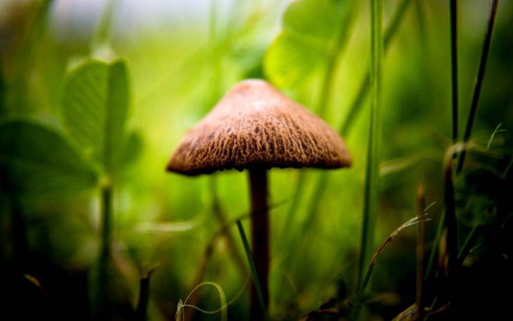 mushroom, Macro, Sunlight, Blurred, Grass, Plants HD Wallpaper Desktop Background