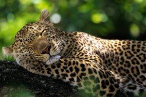 leopard, Sleeping, Bokeh, Wildlife, Nature