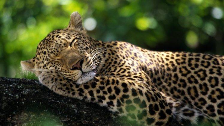 leopard, Sleeping, Bokeh, Wildlife, Nature HD Wallpaper Desktop Background