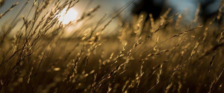 sunset, Nature, Grass, Sun, Summer HD Wallpaper Desktop Background