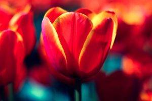 tulips, Red, Flowers, Nature