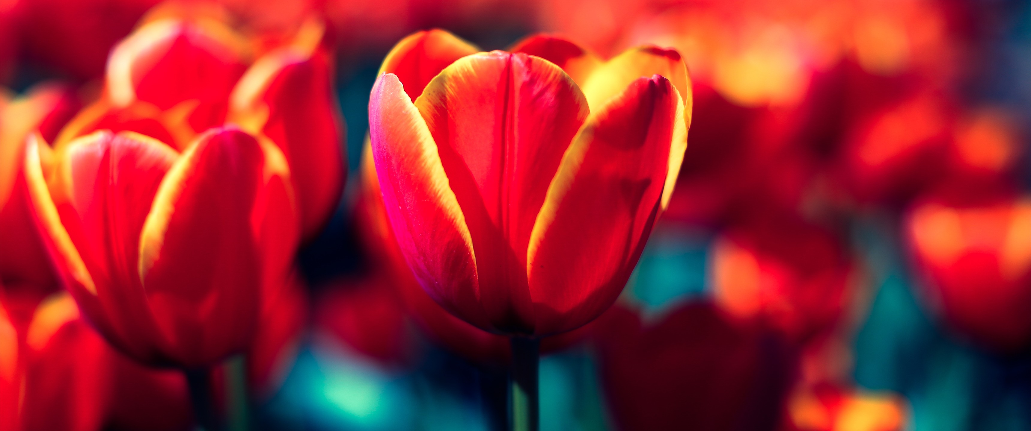tulips, Red, Flowers, Nature Wallpaper