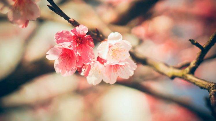 nature, Flowers, Blossom, Blossoms, Cherry blossom, Closeup, Depth of field HD Wallpaper Desktop Background