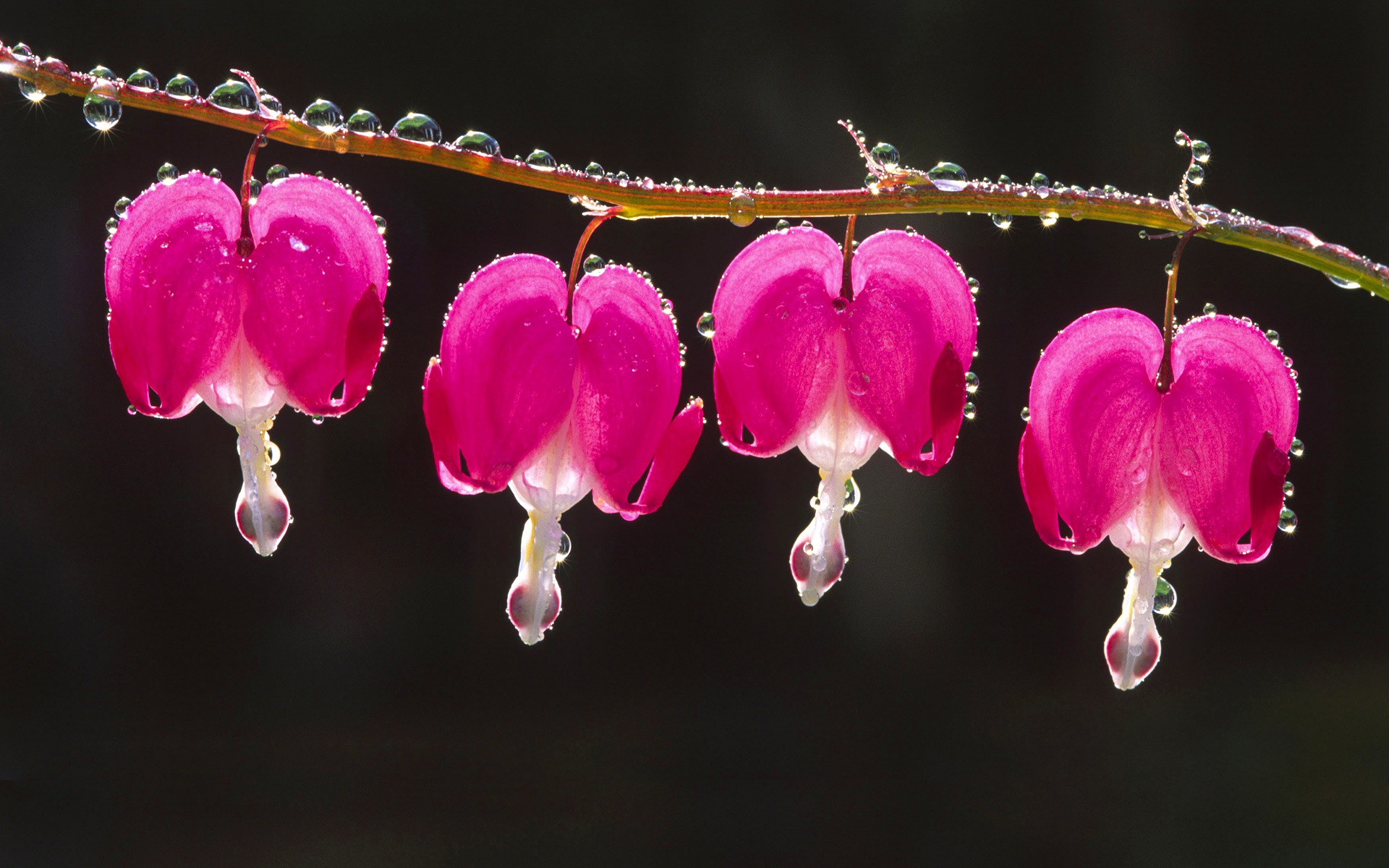 nature, Flowers, Bleeding Hearts, Macro, Dew Wallpaper