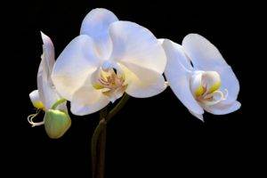 nature, Flowers, Orchids