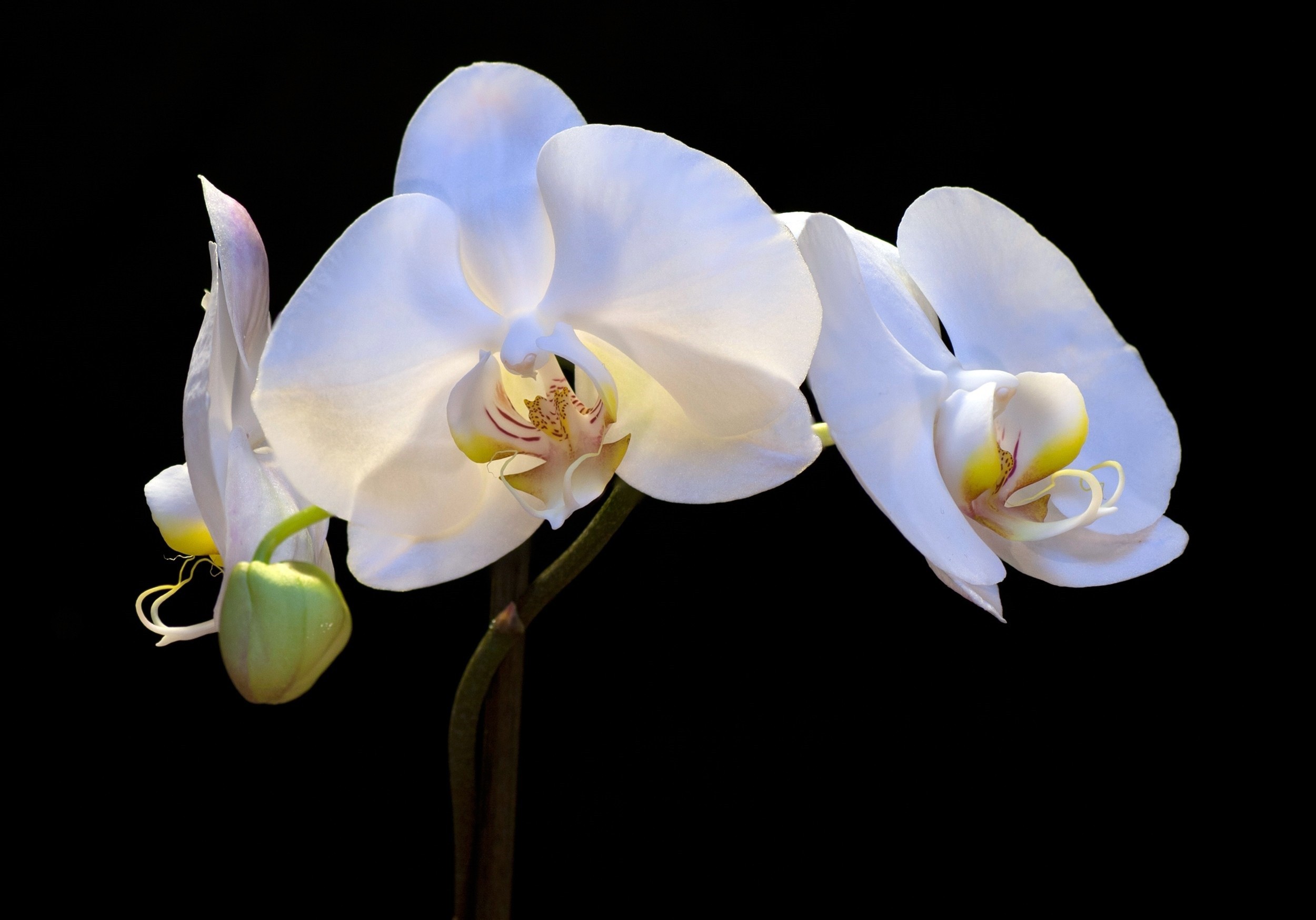 nature, Flowers, Orchids Wallpaper
