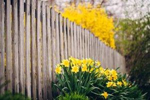 fence, Flowers, Daffodils, Yellow flowers, Depth of field