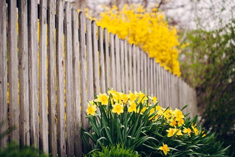 fence, Flowers, Daffodils, Yellow flowers, Depth of field HD Wallpaper Desktop Background