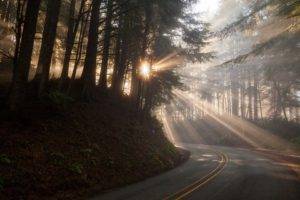 nature, Road, Trees, Forest, Sun rays, Branch, Plants, Mist