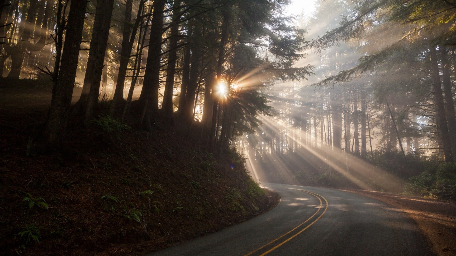 nature, Road, Trees, Forest, Sun rays, Branch, Plants, Mist Wallpaper