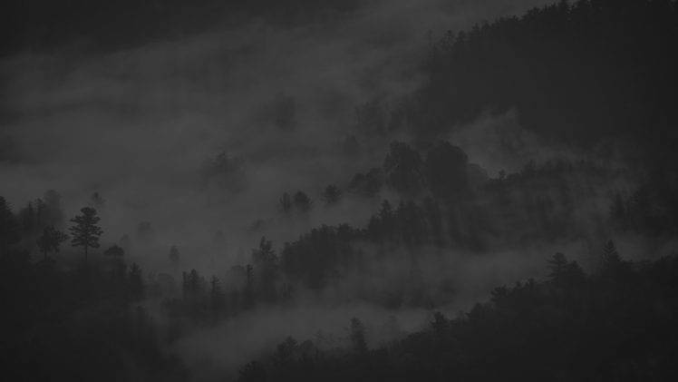 mist, Forest, Nature, Trees HD Wallpaper Desktop Background